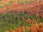 Primeval beech forests and old beech forests of the Carpathians and other regions of Europe (extension)