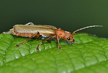 Cantharis-cryptica-04-fws.jpg