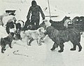 Cape-Adare-1899-Carsten-Borchgrevink-Camp-Ridley-Dogs.jpg