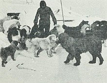 The expedition was the first to use dogs in the Antarctic. Cape-Adare-1899-Carsten-Borchgrevink-Camp-Ridley-Dogs.jpg