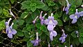 Streptocarpus (Gesneriaceae)