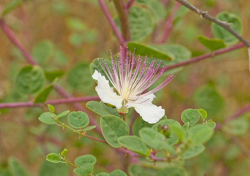 File:Capparis zoharyi 5.jpg