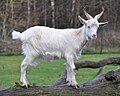 Girgentana Goat (Capra aegagrus hircus) Girgentana-Ziege