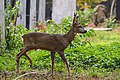 * Nomination Roe buck in the old Israelite section of Central Cemetery, Vienna, Austria --Uoaei1 05:57, 21 November 2022 (UTC) * Promotion  Support Good quality. --Tournasol7 06:06, 21 November 2022 (UTC)