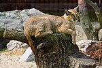 Miniatuur voor Bestand:Caracal caracal in ZOO Poznan.JPG