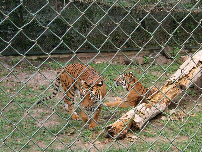 File:Caracas zoo tigers.jpg