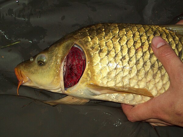 The red gills of this common carp are visibly exposed as a result of a gill flap birth defect.