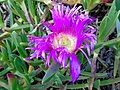 Carpobrotus edulis Uña de gato ¡INVASORA!