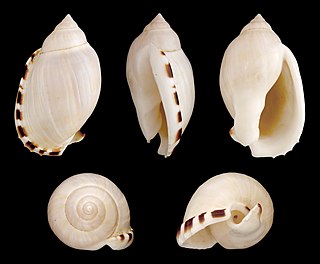 <i>Casmaria erinaceus</i> Species of gastropod