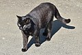 Cat (Felis catus) - Oslo, Norway 2021-05-20.jpg