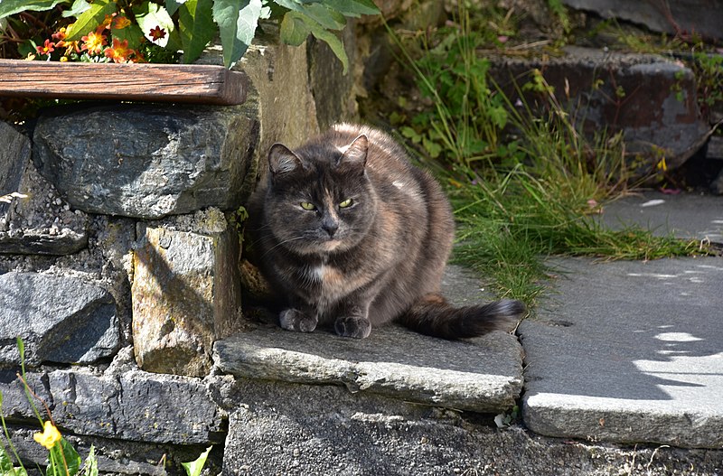 File:Cat in old town, Bergen (2) (36348266371).jpg