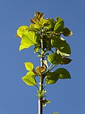 Thumbnail for File:Catalpa sp Paludi.jpg