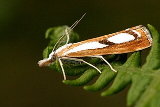 <i>Catoptria permutatellus</i> Species of moth