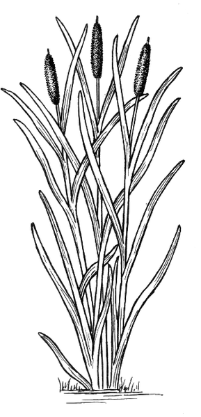 File:Cattail (PSF).png