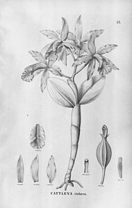 plate 57 Cattleya violacea