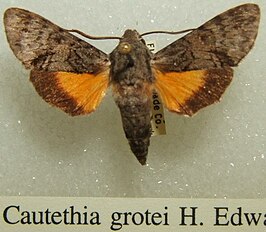 Cautethia grotei