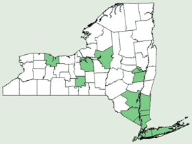 Celastrus orbiculatus NY-dist-map.png
