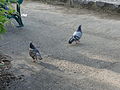 Pigeons