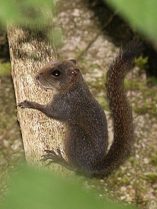 <span class="mw-page-title-main">Central American dwarf squirrel</span> Species of rodent