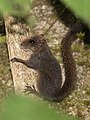 Central American dwarf squirrel.jpg