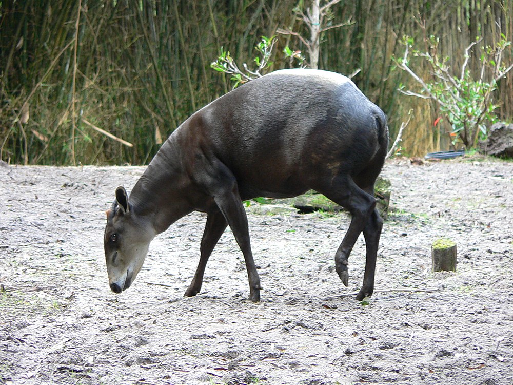 The average litter size of a Yellow-backed duiker is 1