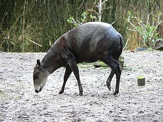 <span class="mw-page-title-main">Yellow-backed duiker</span> Species of antelope