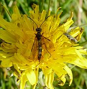 Cephus pygmaeus