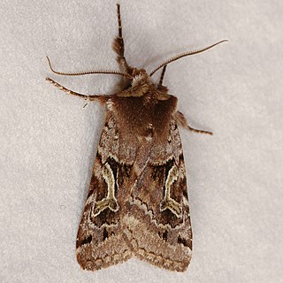 <i>Cerastis enigmatica</i> Species of moth