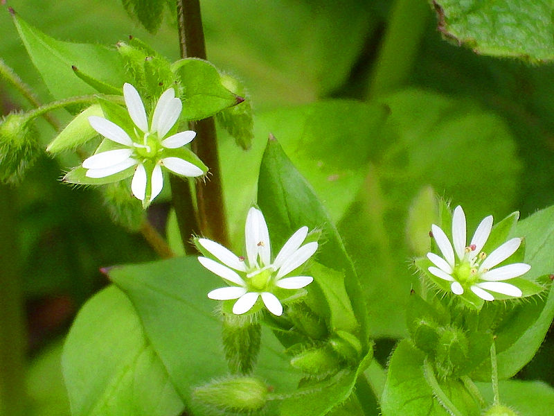 File:Cerastium brachypetalum Enfoflores 2013-3-28 SierraMadrona.jpg