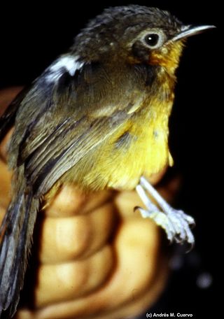 <span class="mw-page-title-main">Parker's antbird</span> Species of bird