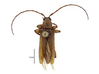 <i>Ceresium</i> Genus of beetle