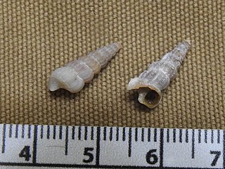 <i>Cerithideopsis scalariformis</i> Species of gastropod