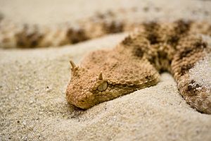 Hornviper Lumix G3, 100-300/4-5,6 ISO 200, f/4, 1/25s