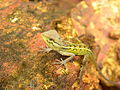 2011-04-08T06:53:32Z : user:Ajaykuyiloor : File:Chameleon 02.JPG