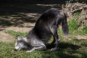 Canadian wolf, Chapultepec Zoo