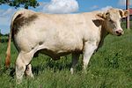 Photo couleur d'une vache blanche à musculature développée et courtes cornes en croissant vers le bas.