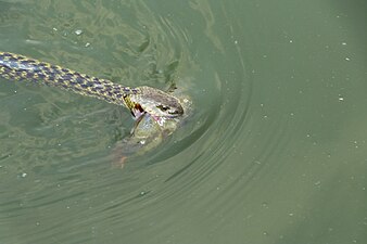 Checkered keelback at Taudaha, kathmandu.jpg