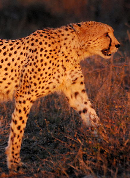 File:Cheetah Umfolozi.jpg