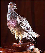 Cher Ami, homing pigeon for the United States Army, awarded the Croix de guerre for getting a message from the American "Lost Battalion" through to relief forces during the Meuse-Argonne offensive. Cher Ami cropped.jpg