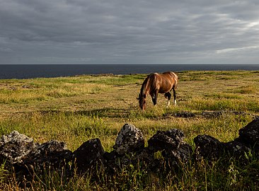 Chestnut horse grazing, Fenais da Luz, São Miguel Island, Azores, Portugal