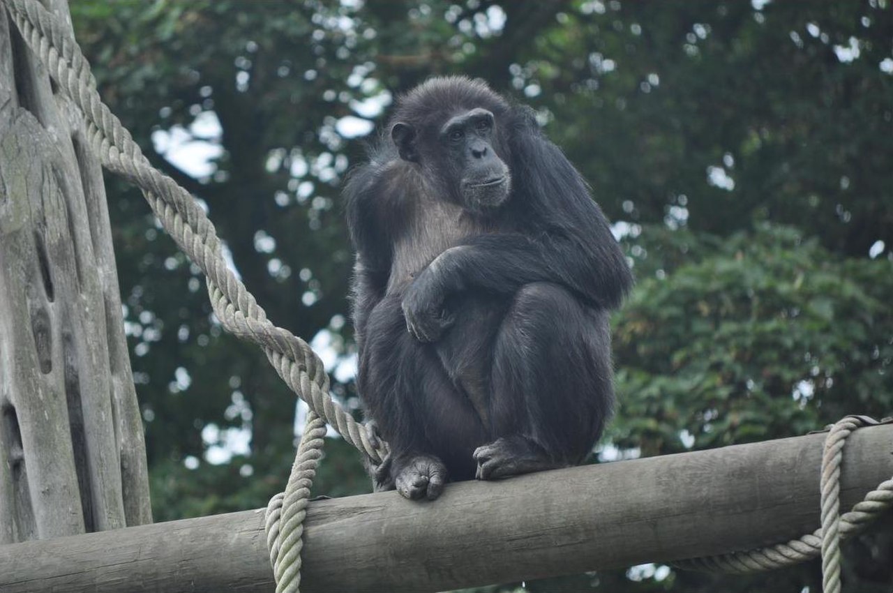Карликовый шимпанзе 6. Бонобо Канзи. Бонобо обезьяна. Обезьяна Канзи. Горилла Канзи.