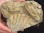 Chipaque Formation 2 - Oysters - Sandstone Bed - Chipaque - Cundinamarca.jpg