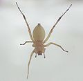 Chiracanthium inclusum(?). Troublesome symptoms; not known to be fatal. (Yellow sac spider) Body length 8 mm.