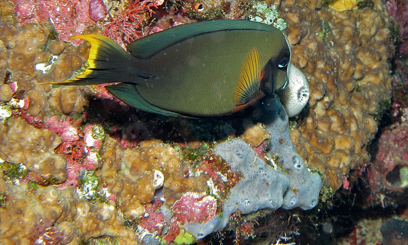 File:Chocolate Surgeonfish (Acanthurus pyroferus) (8474288446).jpg