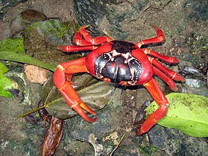 Cangrejo rojo de la isla de Navidad