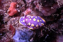 Chromodoris luteorosea.jpg