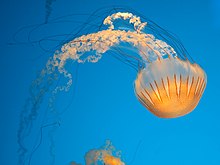 Chrysaora plocamia im Monterey Bay Aquarium.jpg