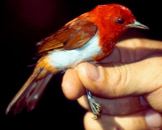 Scarlet-and-white tanager