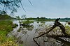 Chub dan Lumpur Danau Sungai Marsh.jpg