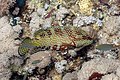 * Nomination Coral grouper (Cephalopholis miniata), Ras Muhammad National Park, Egypt --Poco a poco 10:51, 30 July 2022 (UTC) * Promotion  Support Good quality. --Jsamwrites 11:02, 30 July 2022 (UTC)